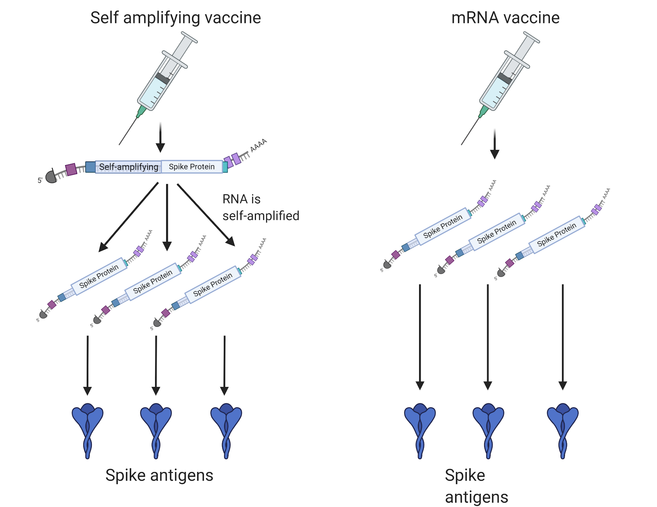 COVID19 mRNA Vaccines 4 Things Researchers Don’t Yet Know