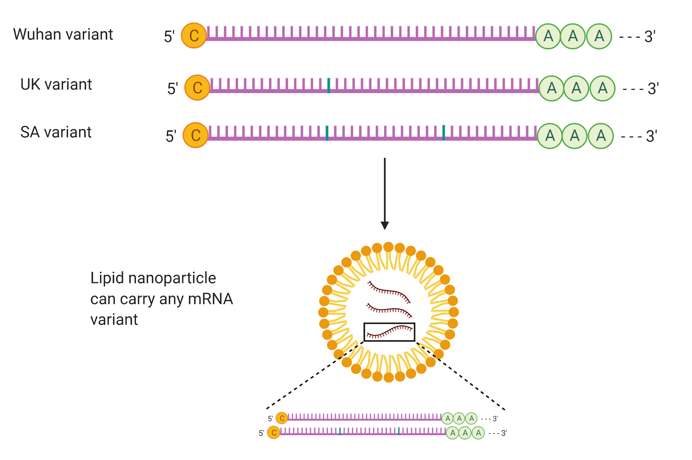4 things about mRNA COVID vaccines researchers still want to find out 4 things about mRNA COVID vaccines researchers still want to find out