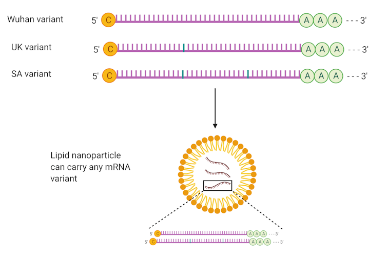 4 things about mRNA COVID vaccines researchers still want to find out