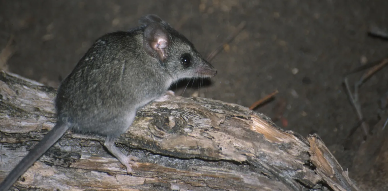 Australian endangered species: Kangaroo Island Dunnart