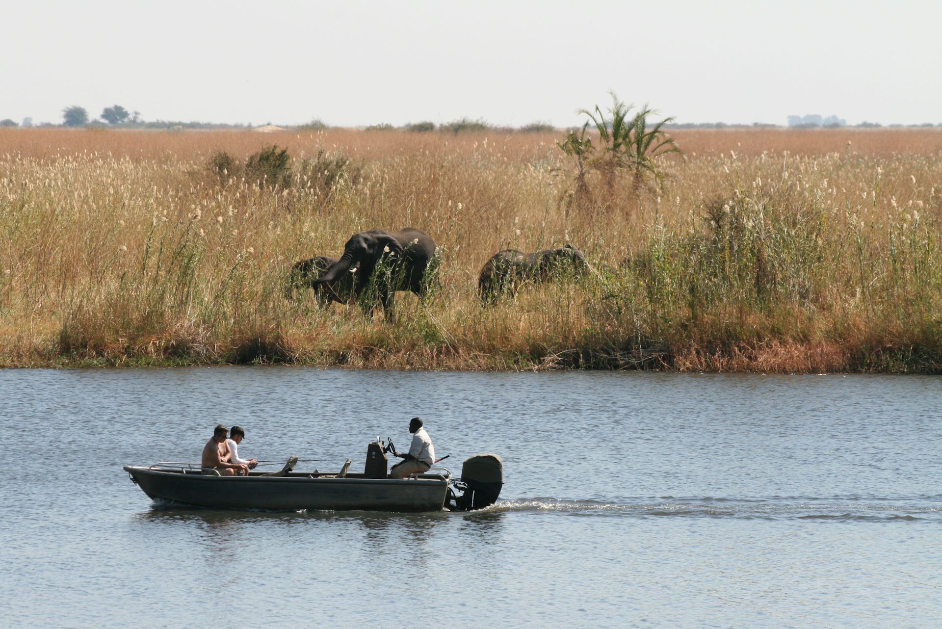 A boat sails past dry grassland with elephants.