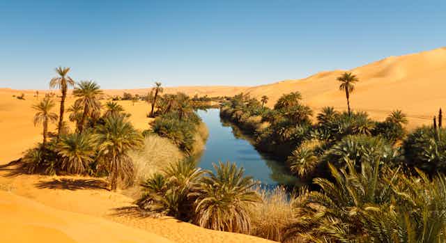 A pool of water surrounded by palms in an otherwise vast sandy desert.
