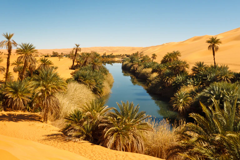 A pool of water surrounded by palms in an otherwise vast sandy desert.