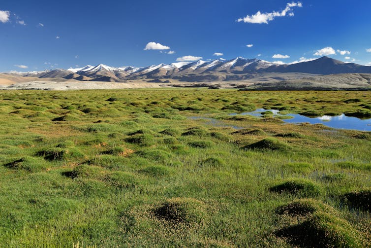 A damp, green patch with small pools surrounded by dry mountain plains.