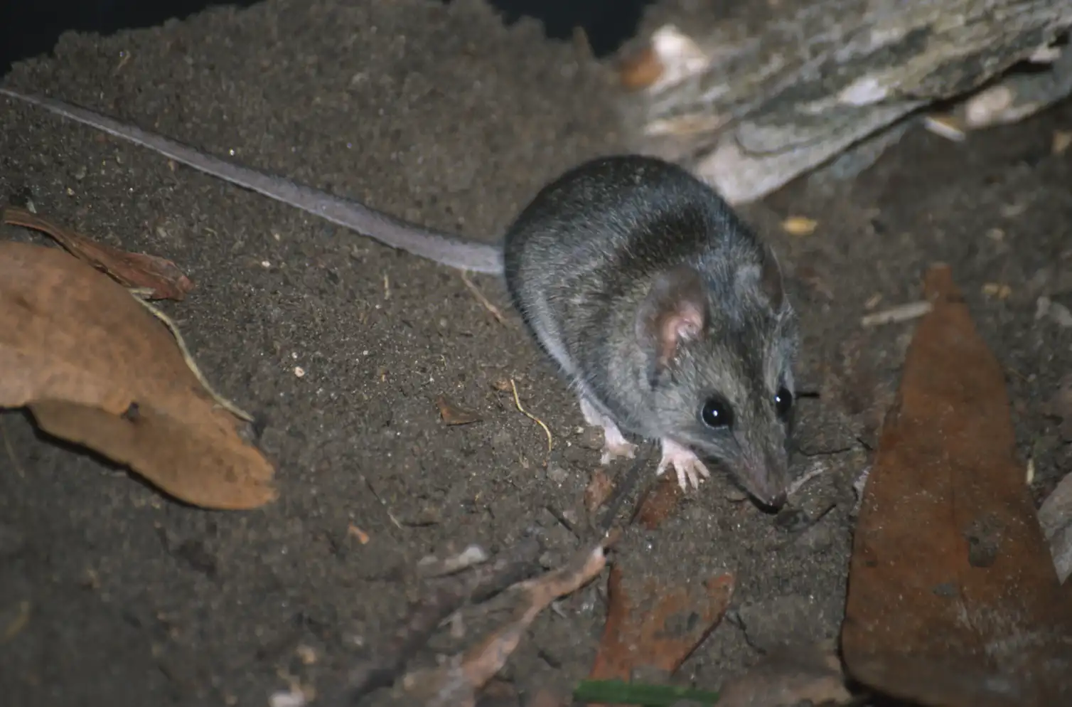 Australian endangered species: Kangaroo Island Dunnart
