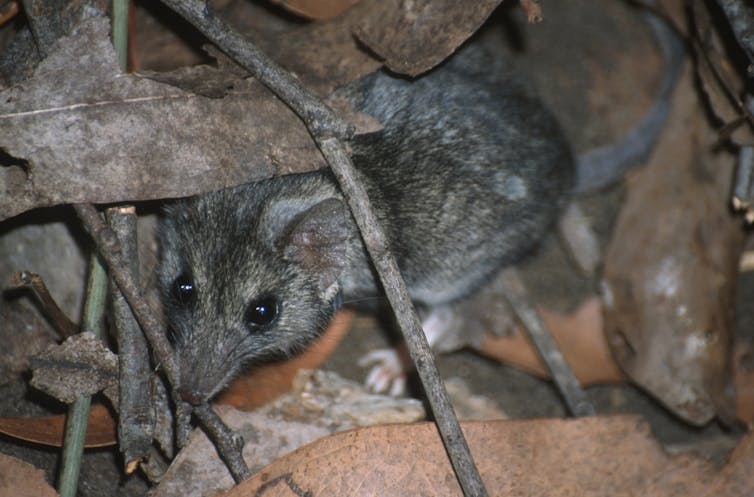 A season in hell: bushfires push at least 20 threatened species closer to extinction