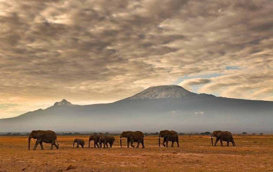 A herd of elephants walk in front of Mount Kilimanjaro in Amboseli National Park.