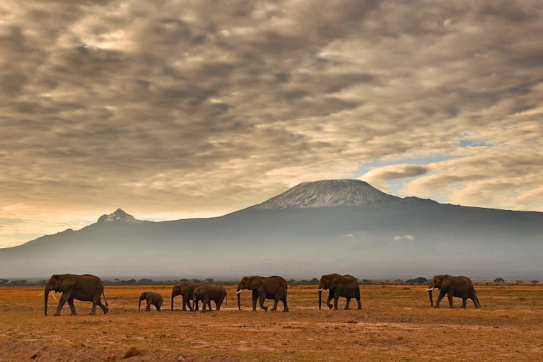 A herd of elephants walk in front of Mount Kilimanjaro in Amboseli National Park.