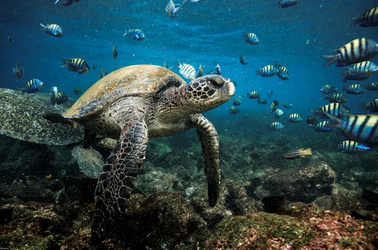 A turtle with small colourful fish