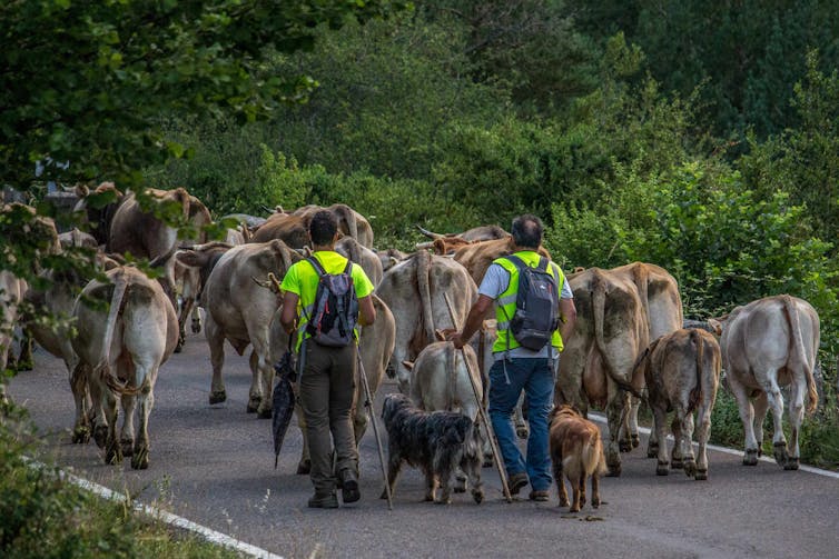 Los conflictos entre humanos lastran la protección del lobo 18 file 20210202 17 7dzha7.jpg?ixlib=rb 1.1