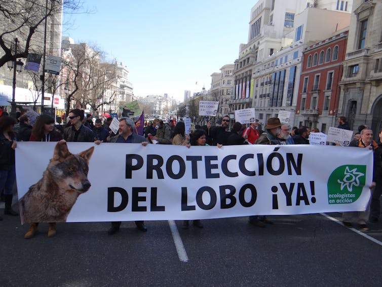 Los conflictos entre humanos lastran la protección del lobo 16 file 20210202 13 1fi18n4.jpg?ixlib=rb 1.1