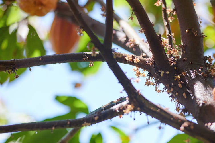 Trunk and branches of cacao tree covered in tiny flowers.