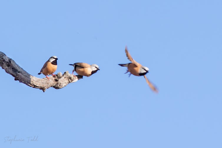Two black-throated finches on a branch, one flying, against a blue sky.
