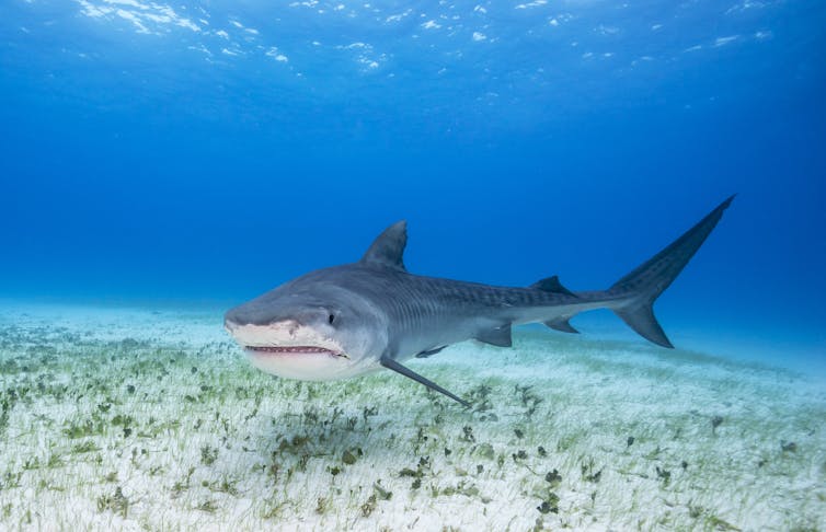 Tiger shark swimming near the sea bed