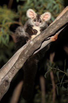 A greater glider sits on a branch, looks into the camera