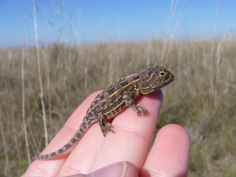 A small lizard sitting on a human hand