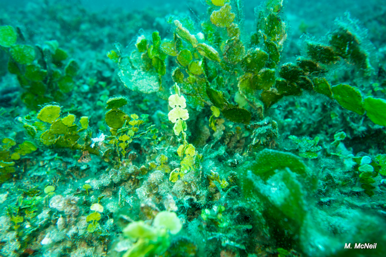 A type of green seaweed.