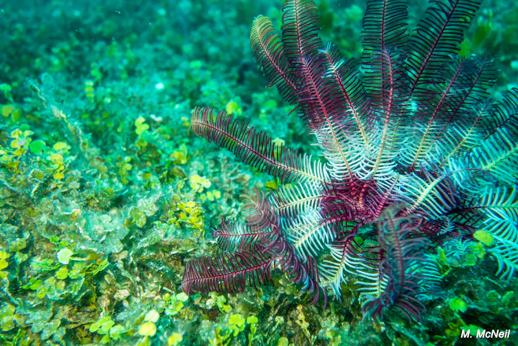 A feather star invertebrate.