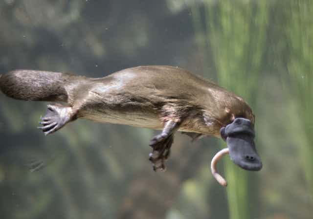 A platypus swimming with a worm in its mouth