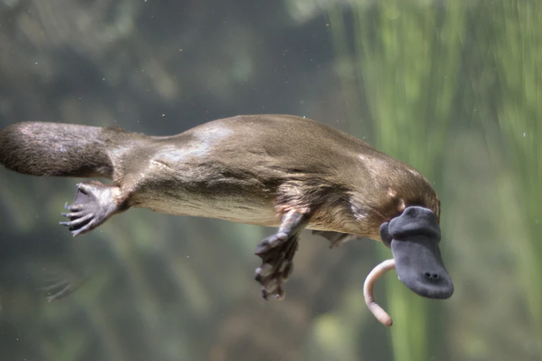 A platypus swimming with a worm in its mouth