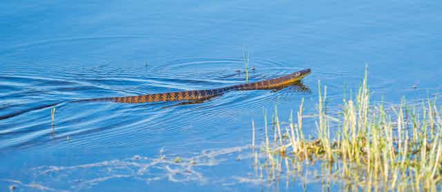 Tiger snake in water 