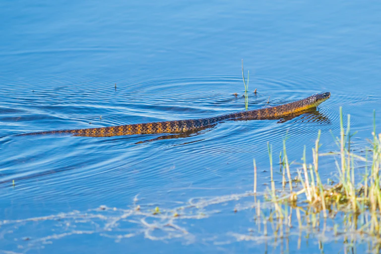Tiger snake in water