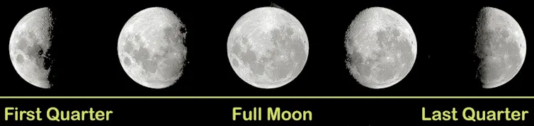 From First Quarter to Full Moon then Last Quarter.