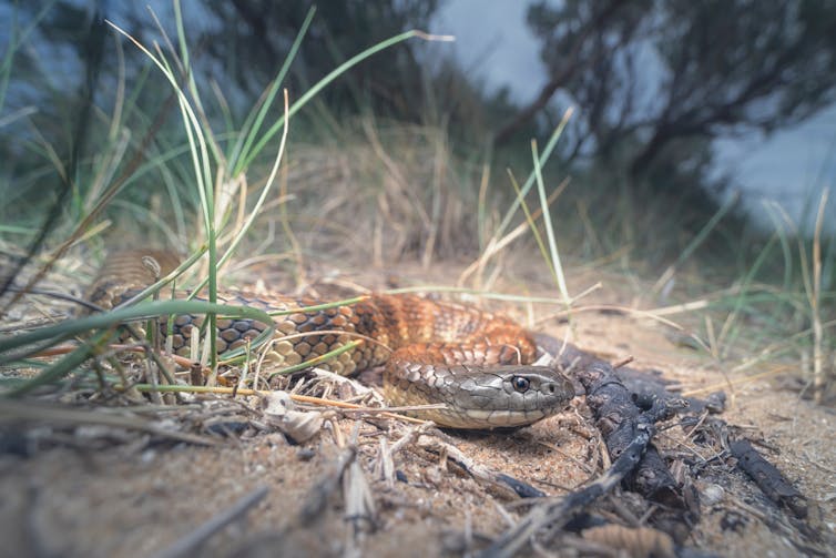 Wild tiger snake