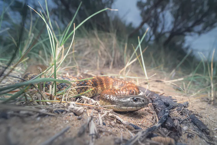 Wild tiger snake