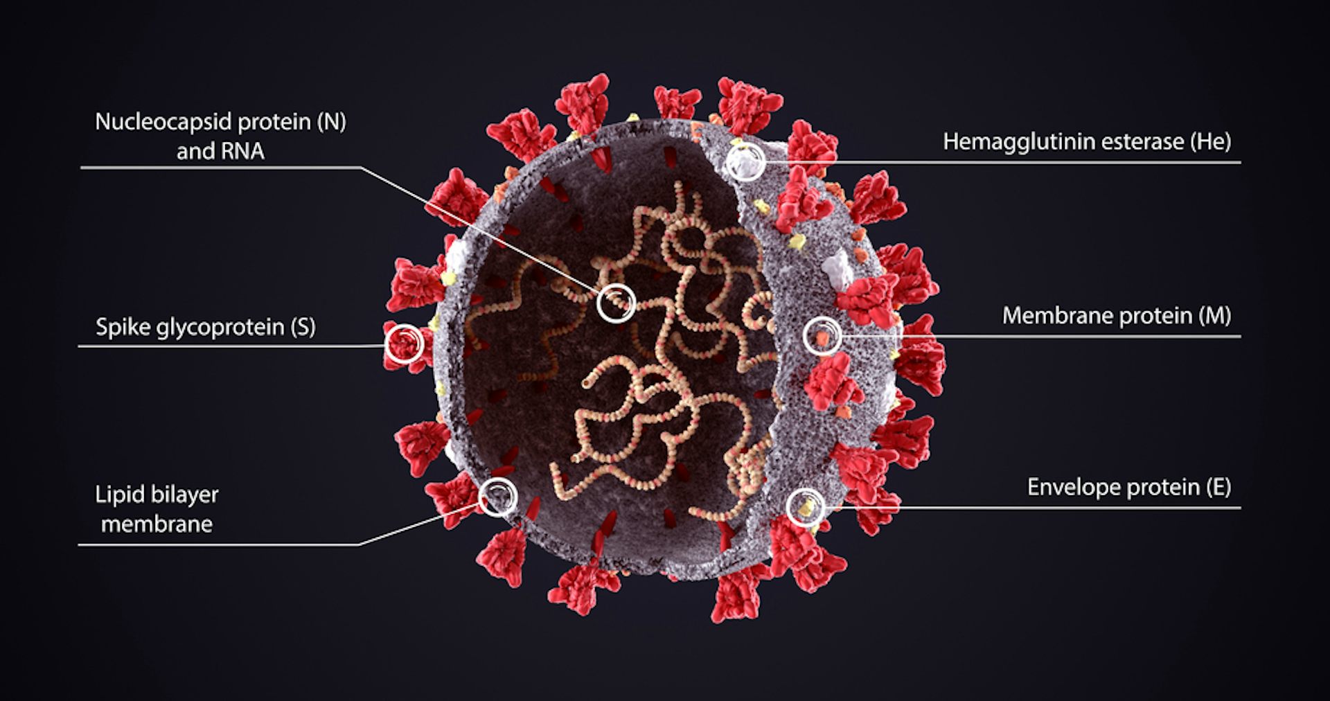 Concerning Coronavirus Mutation Now Found In UK Variant – Here’s What ...