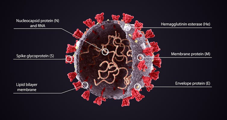 An illustration of the coronavirus's structure.