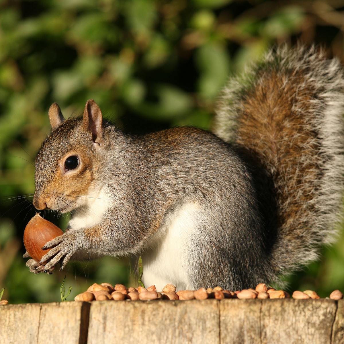 Grey squirrels: is birth control the solution to Britain's invasive species  problem?