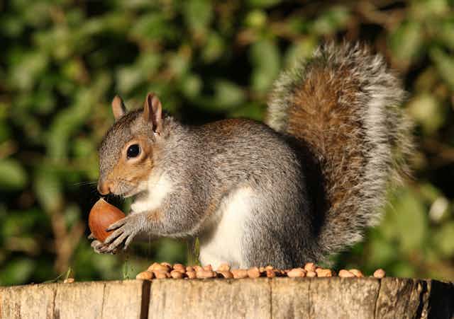 A grey squirrel hunched on a tree stump holding a chestnut.