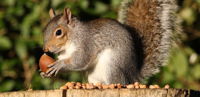 sqirrel