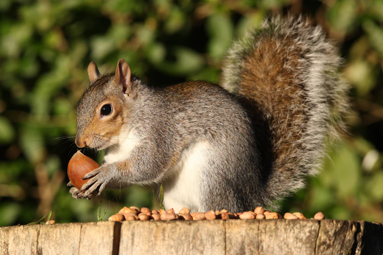 A grey squirrel hunched on a tree stump holding a chestnut.