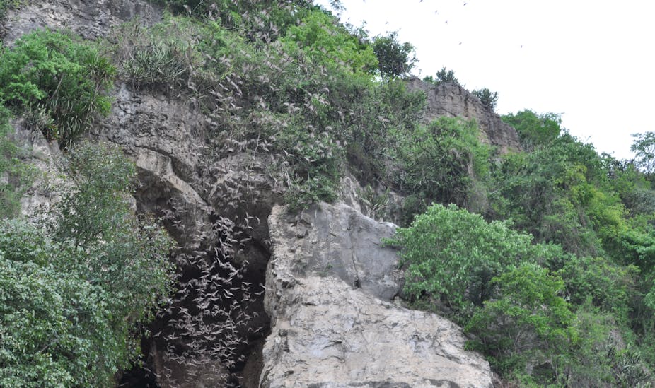 Bats fly out of a cave in Cambodia.