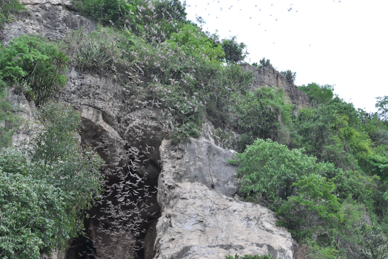 Bats fly out of a cave in Cambodia.