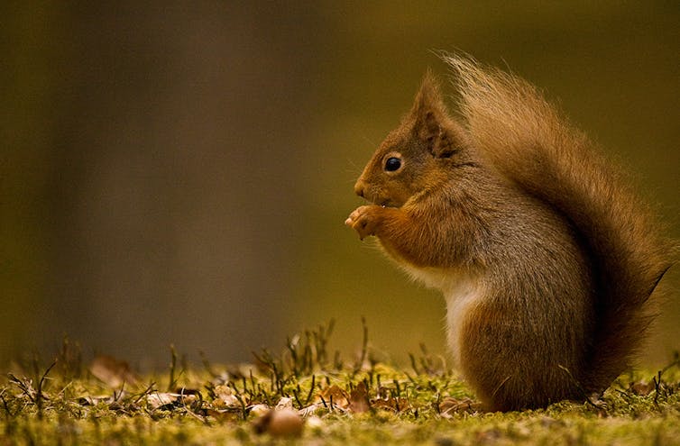 A red squirrel sits amid moss on a tree trunk.