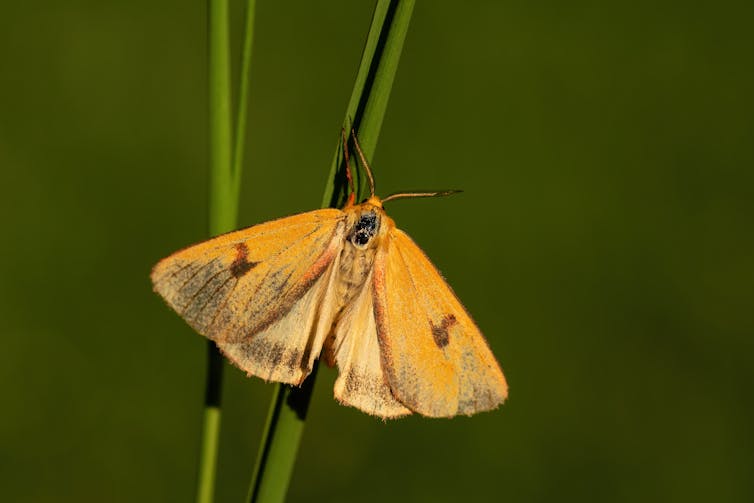 A clouded buff moth on a blade of grass