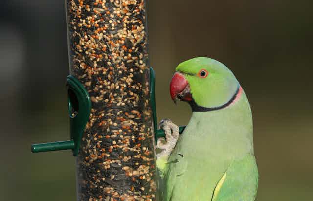 A green parrot eats seed from a bird feeder.