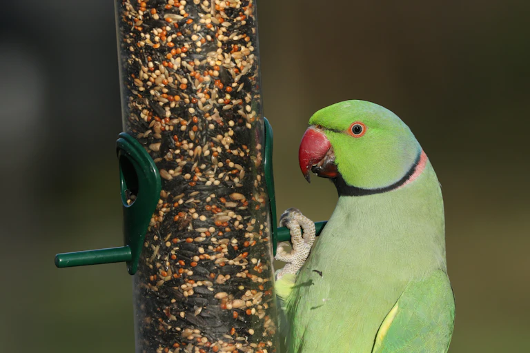A green parrot eats seed from a bird feeder.