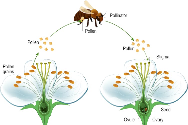 Why do flowers smell?