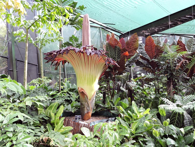 corpse flower blossom in a greenhouse