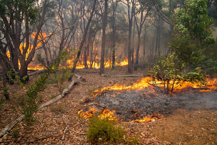 Small fires on the forest floor surrounded by blackened trees.