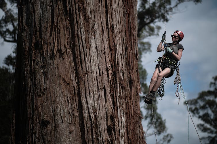 A woman hangs alongside a tree trunk that looks to be as wide as a car.