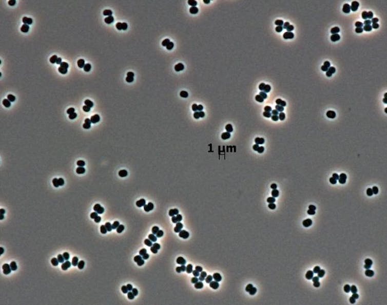 A microscopic image showing dozens of individual bacterial cells.