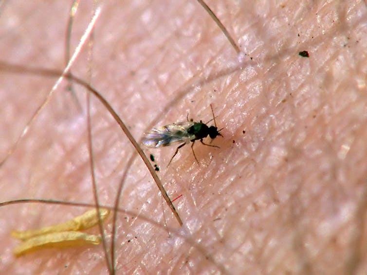 A midge on human skin.