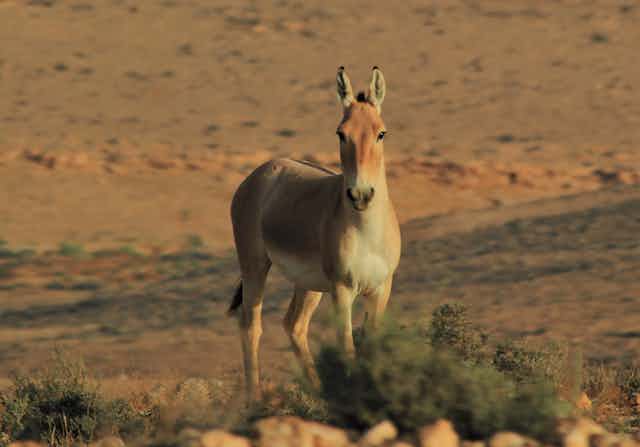 A wild horse-like animal on a dry hillside.