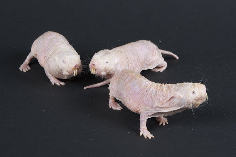 photo de rat-taupe nu