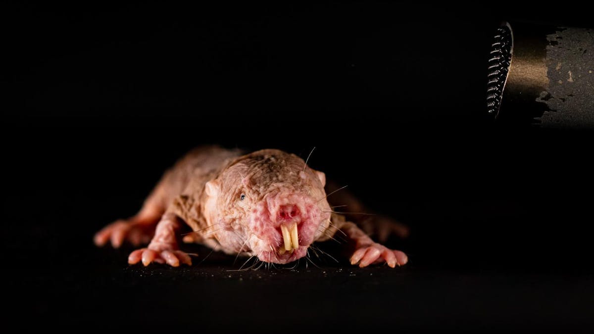 Naked Mole Rats Bizarre Rodents Speak In Dialects Unique To Their Colony Naked Mole Rats Bizarre Rodents Speak In Dialects Unique To Their Colony